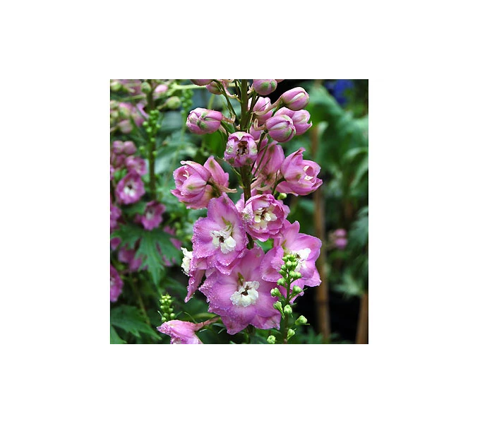 Delphinium 'Centurion Rose Shades' 1 Delphinium 'Centurion Rose Shades'