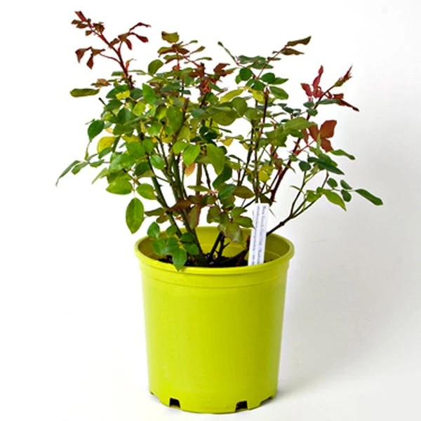 Rose Easy Elegance® Yellow Submarine 6 Rose Easy Elegance® Yellow Submarine - Image 6