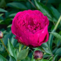 Peony 'Kansas' 5 Peony 'Kansas' -Leaf Sprigs Sales Store x600 36298