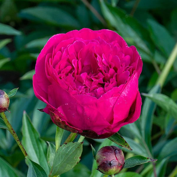 Peony 'Kansas' 3 Peony 'Kansas' - Image 3