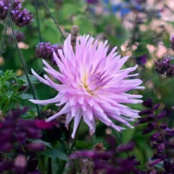 Dahlia 'Mingus Randy' -Leaf Sprigs Sales Store x600 36436