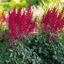Astilbe X Arendsii 'Fanal' 9 Astilbe X Arendsii 'Fanal' -Leaf Sprigs Sales Store x600 36483