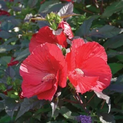 Hibiscus 'Midnight Marvel'