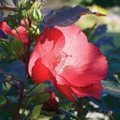 Hibiscus 'Midnight Marvel' -Leaf Sprigs Sales Store x600 36730