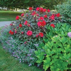 Hibiscus 'Midnight Marvel' -Leaf Sprigs Sales Store x600 36731