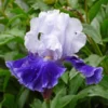 Iris Germanica 'Drifting'