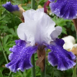 Iris Germanica 'Drifting' -Leaf Sprigs Sales Store x600 36765