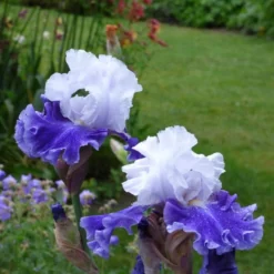 Iris Germanica 'Drifting' -Leaf Sprigs Sales Store x600 36766