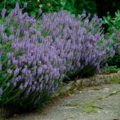 Salvia X Sylvestris 'Blue Hill'