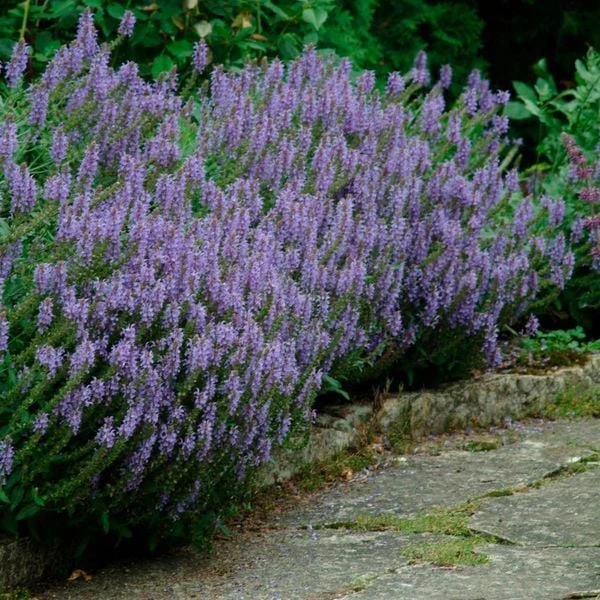 Salvia X Sylvestris 'Blue Hill' 1 Salvia X Sylvestris 'Blue Hill'