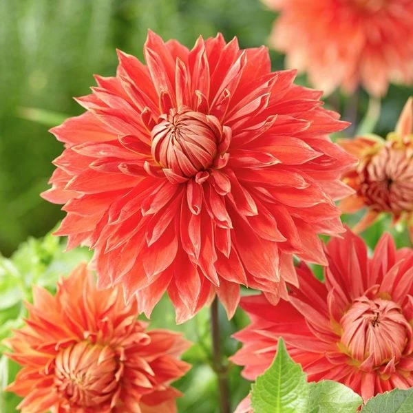 The Big Six Dahlia Collection 1 The Big Six Dahlia Collection