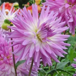 The Big Six Dahlia Collection 10 The Big Six Dahlia Collection -Leaf Sprigs Sales Store x600 36918