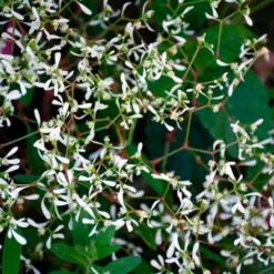 Apricot Allegro Annual Collection 11 Apricot Allegro Annual Collection -Leaf Sprigs Sales Store x600 36926