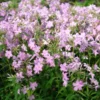 Phlox Carolina Subsp. Carolina 'Kim'