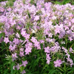 Phlox Carolina Subsp. Carolina 'Kim'