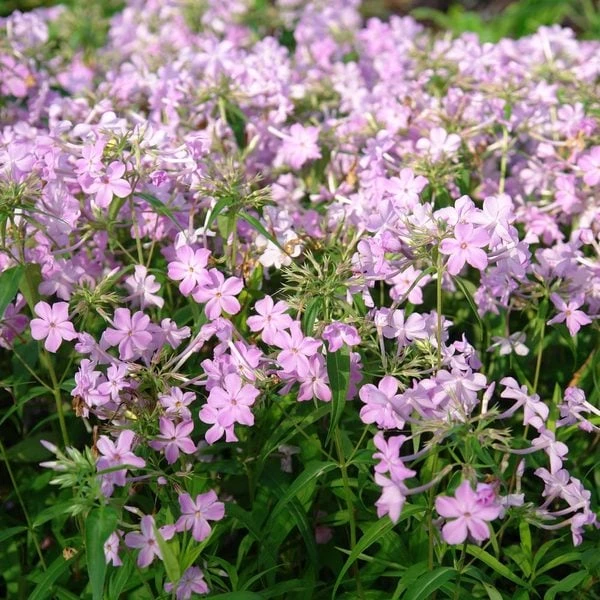 Phlox Carolina Subsp. Carolina 'Kim' 1 Phlox Carolina Subsp. Carolina 'Kim'