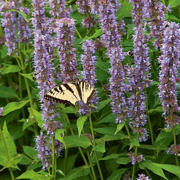 Agastache 'Blue Fortune' 3 Agastache 'Blue Fortune' - Image 3