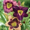 Sultry Eyes Hemerocallis Mix