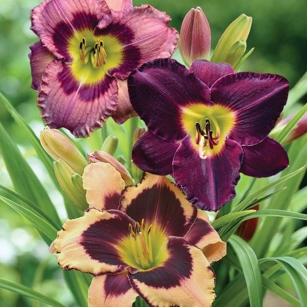 Sultry Eyes Hemerocallis Mix 1 Sultry Eyes Hemerocallis Mix
