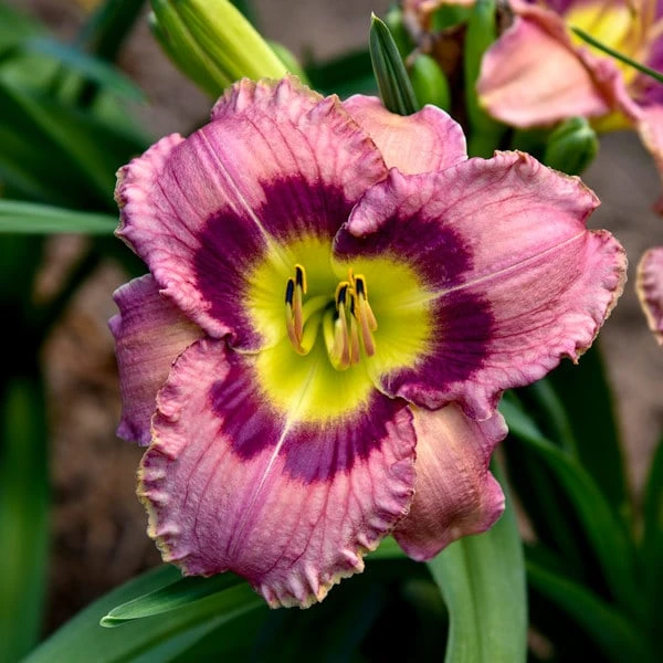 Sultry Eyes Hemerocallis Mix 2 Sultry Eyes Hemerocallis Mix - Image 2