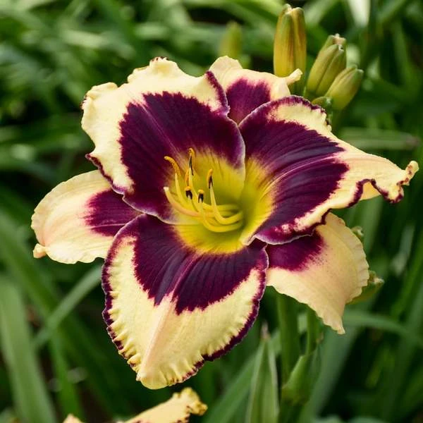 Sultry Eyes Hemerocallis Mix 3 Sultry Eyes Hemerocallis Mix - Image 3