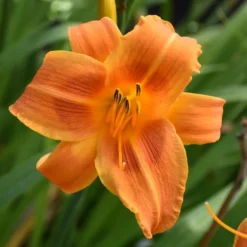 Sunset Glow Daylily Mix