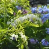 Dicentra Spectabilis 'Alba'