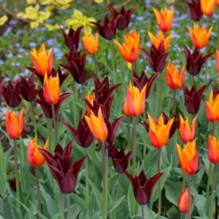 Tulip 'Sarah Raven' -Leaf Sprigs Sales Store x600 38167