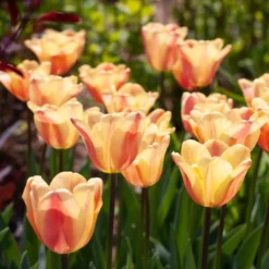 Tulip 'Apricot Foxx' 11 Tulip 'Apricot Foxx' -Leaf Sprigs Sales Store x600 38253