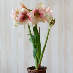 Antique Gold Amaryllis Stake -Leaf Sprigs Sales Store x600 38265