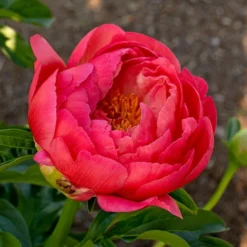 Peony 'Coral Charm' -Leaf Sprigs Sales Store x600 38442