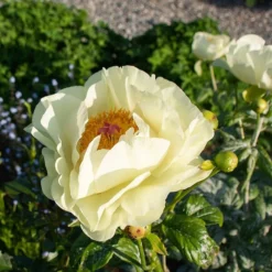 Peony 'Lemon Chiffon' -Leaf Sprigs Sales Store x600 38445