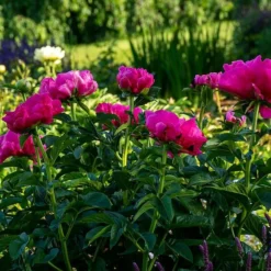 Peony 'Paula Fay' -Leaf Sprigs Sales Store x600 38446