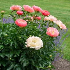 Peony 'Coral Charm' -Leaf Sprigs Sales Store x600 38524