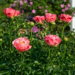 Peony 'Coral Charm' -Leaf Sprigs Sales Store x600 38525