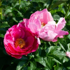 Peony 'Paula Fay' -Leaf Sprigs Sales Store x600 38529