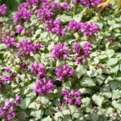 Lamium Maculatum 'Purple Dragon' -Leaf Sprigs Sales Store x600 38550