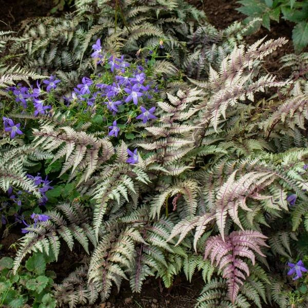 Athyrium Niponicum Var. Pictum - Japanese Painted Fern 6 Athyrium Niponicum Var. Pictum - Japanese Painted Fern - Image 6