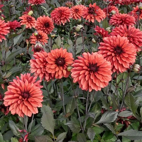 Dahlia 'Danique' 2 Dahlia 'Danique' - Image 2