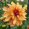 Dahlia 'French Cancan'