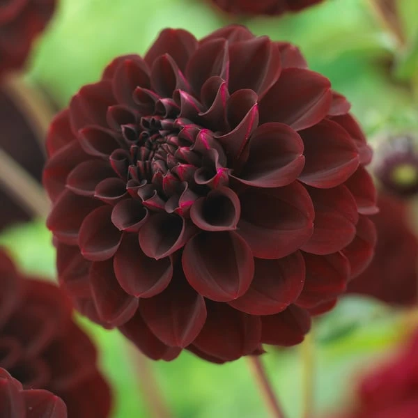 Dahlia 'La Recoleta' 1 Dahlia 'La Recoleta'