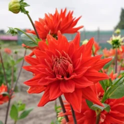 Dahlia 'Vulcan' -Leaf Sprigs Sales Store x600 38845
