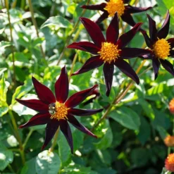 Dahlia 'Verrone's Obsidian' 6 Dahlia 'Verrone's Obsidian' -Leaf Sprigs Sales Store x600 38884