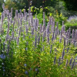 Agastache 'Blue Fortune' 9 Agastache 'Blue Fortune' -Leaf Sprigs Sales Store x600 38977