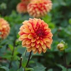 Dahlia 'American Sunset' -Leaf Sprigs Sales Store x600 39583