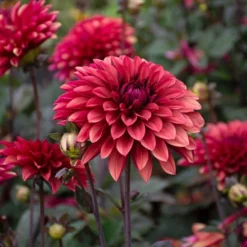 Dahlia 'Danique' 13 Dahlia 'Danique' -Leaf Sprigs Sales Store x600 39586