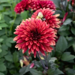 Dahlia 'Danique' 14 Dahlia 'Danique' -Leaf Sprigs Sales Store x600 39587