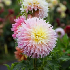 Dahlia 'Just Married' -Leaf Sprigs Sales Store x600 39589