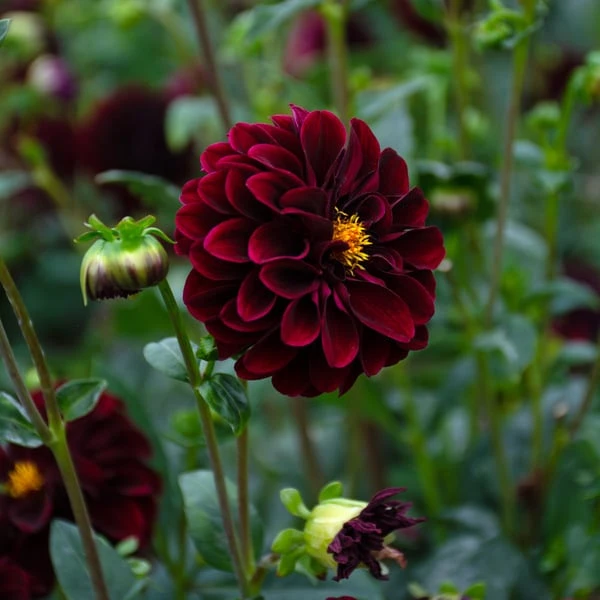 Dahlia 'La Recoleta' 4 Dahlia 'La Recoleta' - Image 4