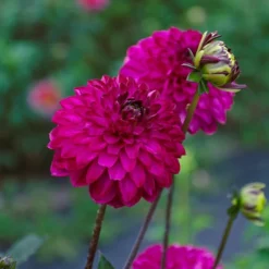 Dahlia 'Romantica' -Leaf Sprigs Sales Store x600 39592